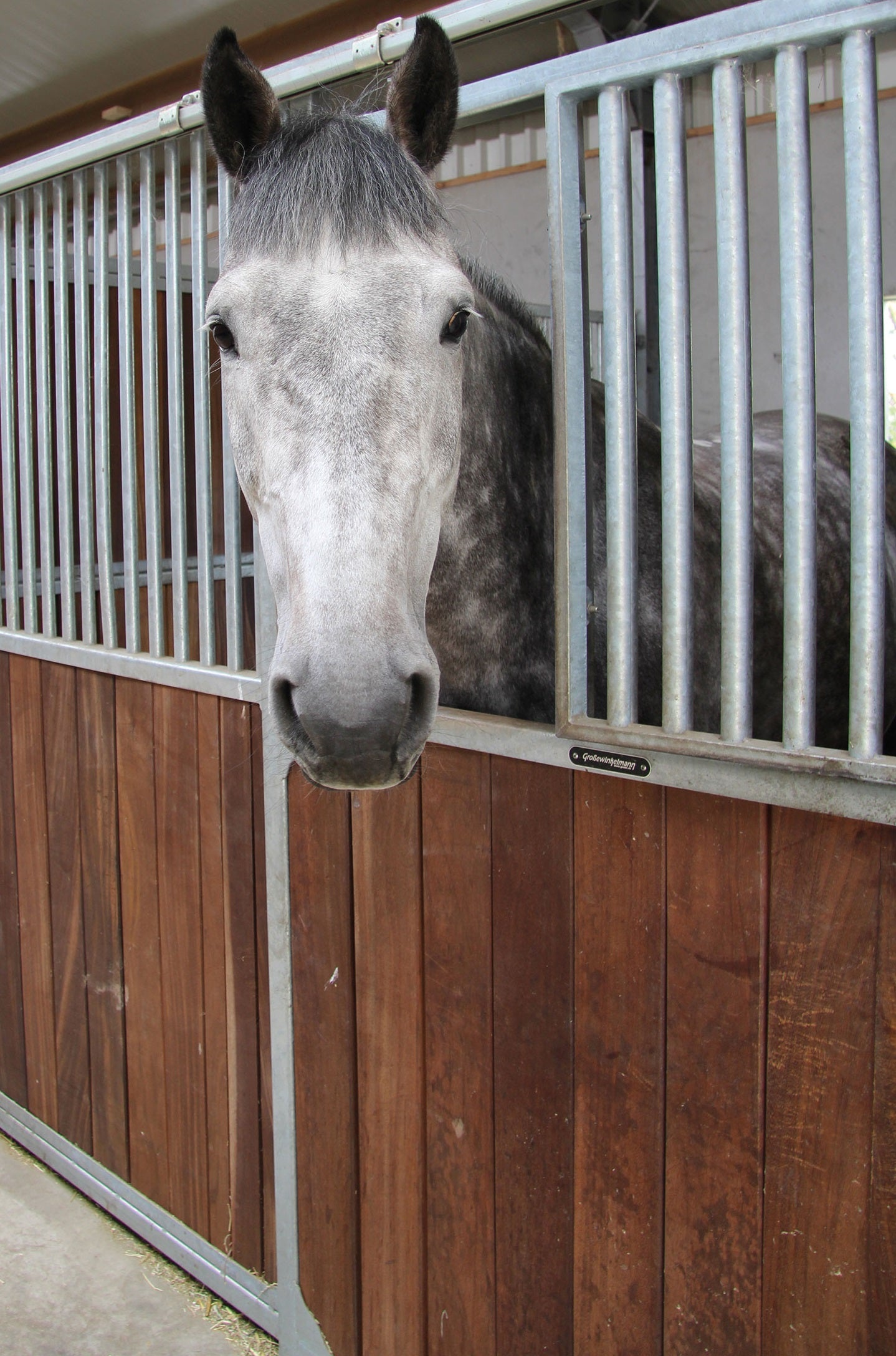 HESTEBOKS (Dorino Classic)